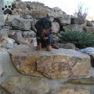 Loui, Dachshund Puppy